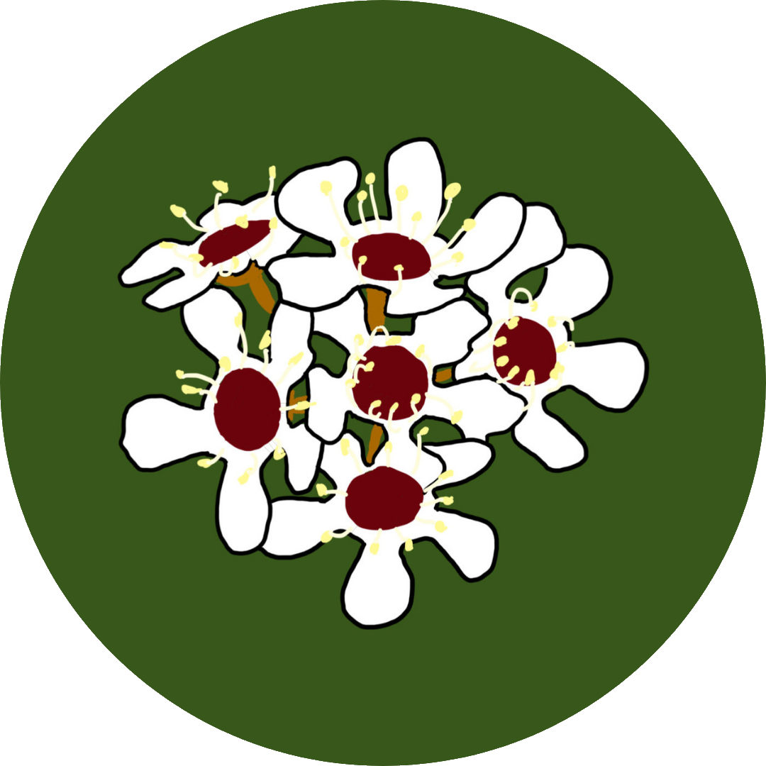 A drawing of a bunch of Kānuka flowers.