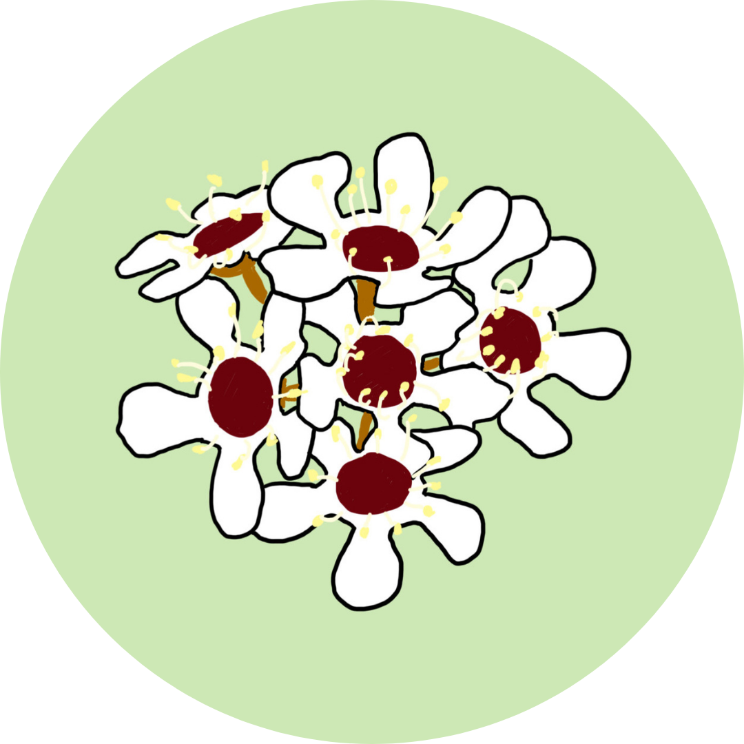 A drawing of a bunch of Kānuka flowers.